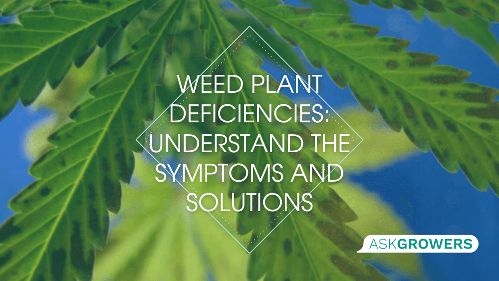 Cannabis Deficiencies: Symptoms and Solutions